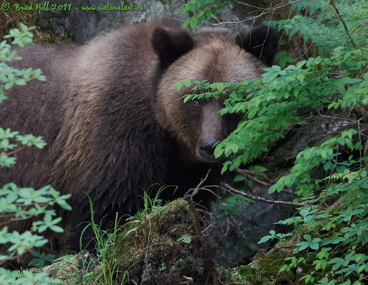 The Nature of Distractions (AKA - A Shy Forest Denizen)