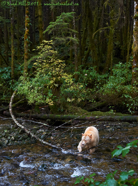 The Spirit of the Rainforest