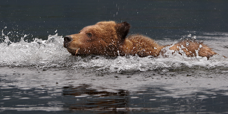 Surfin' Griz!