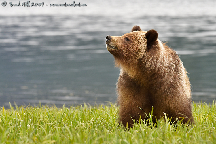 One Gorgeous Bear!