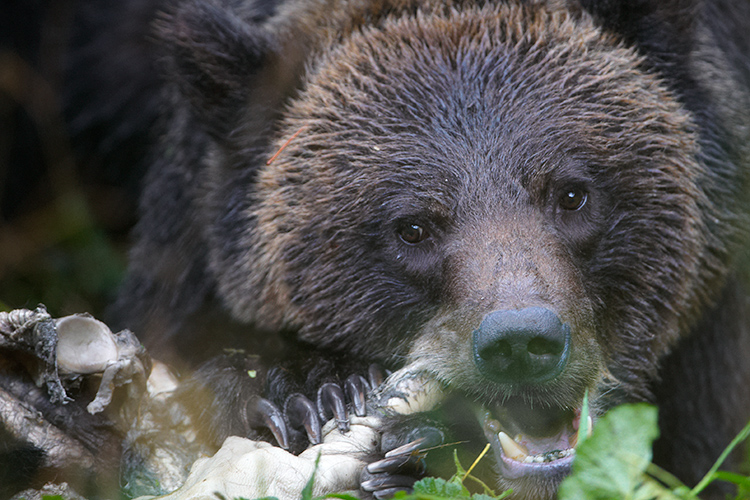 Bad Day to be a Black Bear