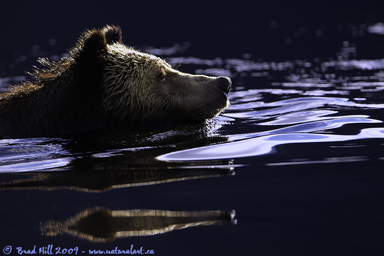 Early Evening Cruise in the Great Bear Rainforest