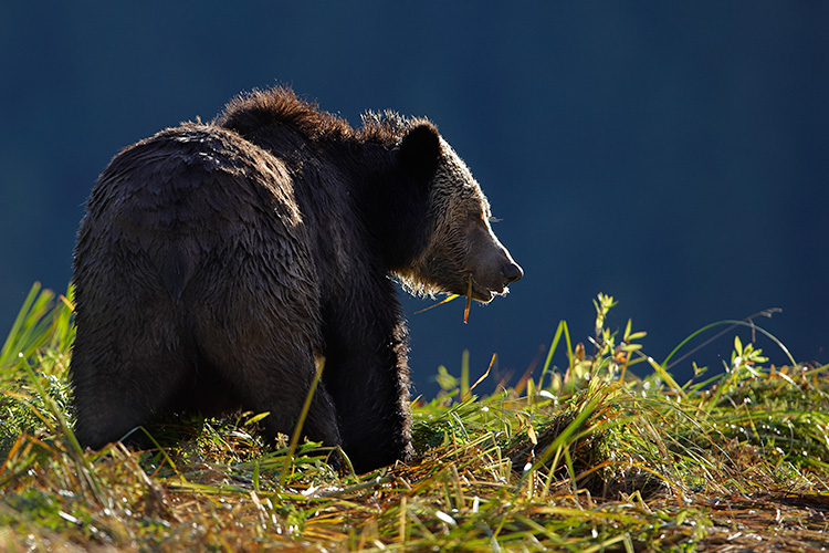 Sunset for the Great Bear Rainforest?