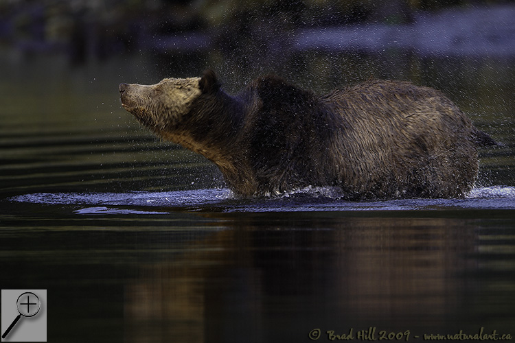 Grizzly Shaking in Early Evening Light