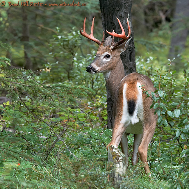 Natural Art Images Image Galleries Mammals Hooves & Horns