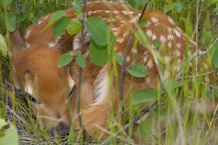 Fawn & Foliage