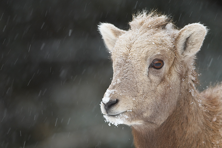 First Snow