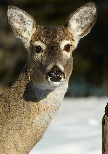 Portrait of a Doe