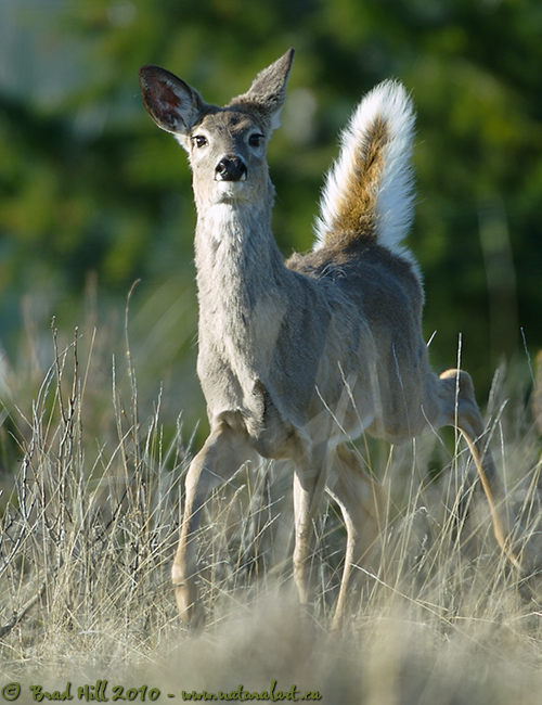 Inquisitive White-tailed Doe