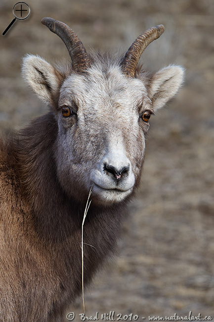 Inquisitive Bighorn Ewe