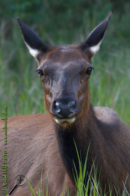 Elk @ Daybreak