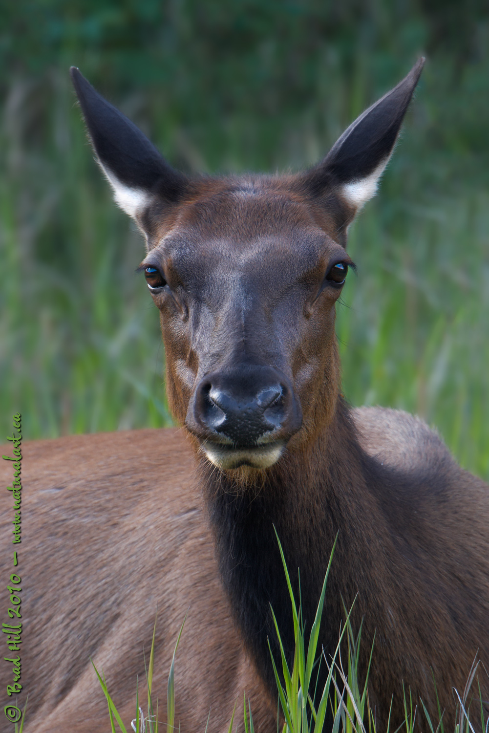 Elk @ Daybreak