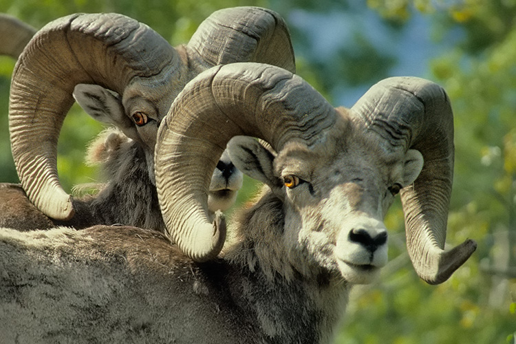 Really Big-horned Bighorns