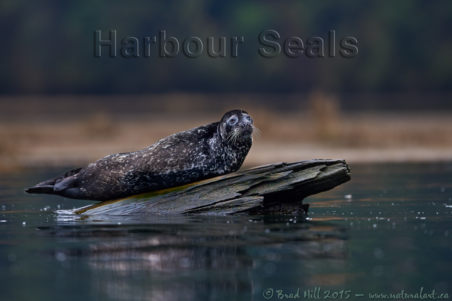 Seal on a Stick