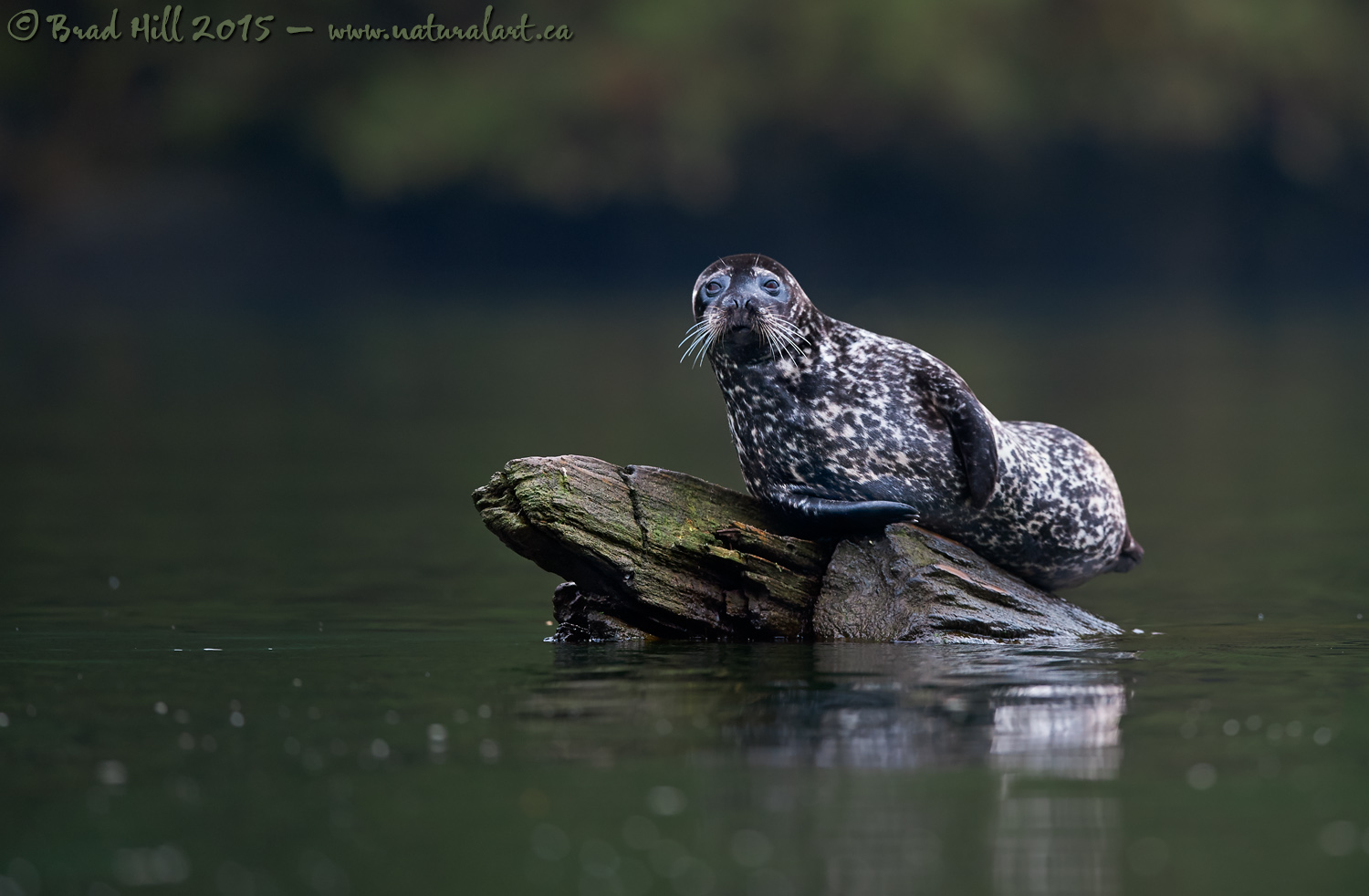 The Suave Seal