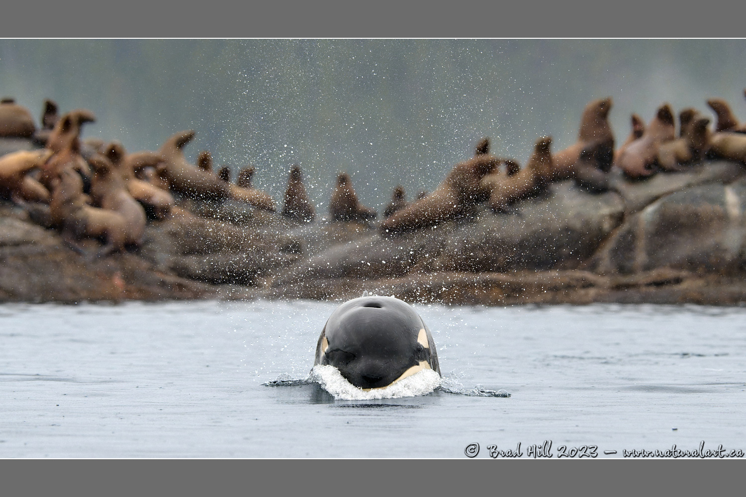 A Sea Lion's Worst Nightmare