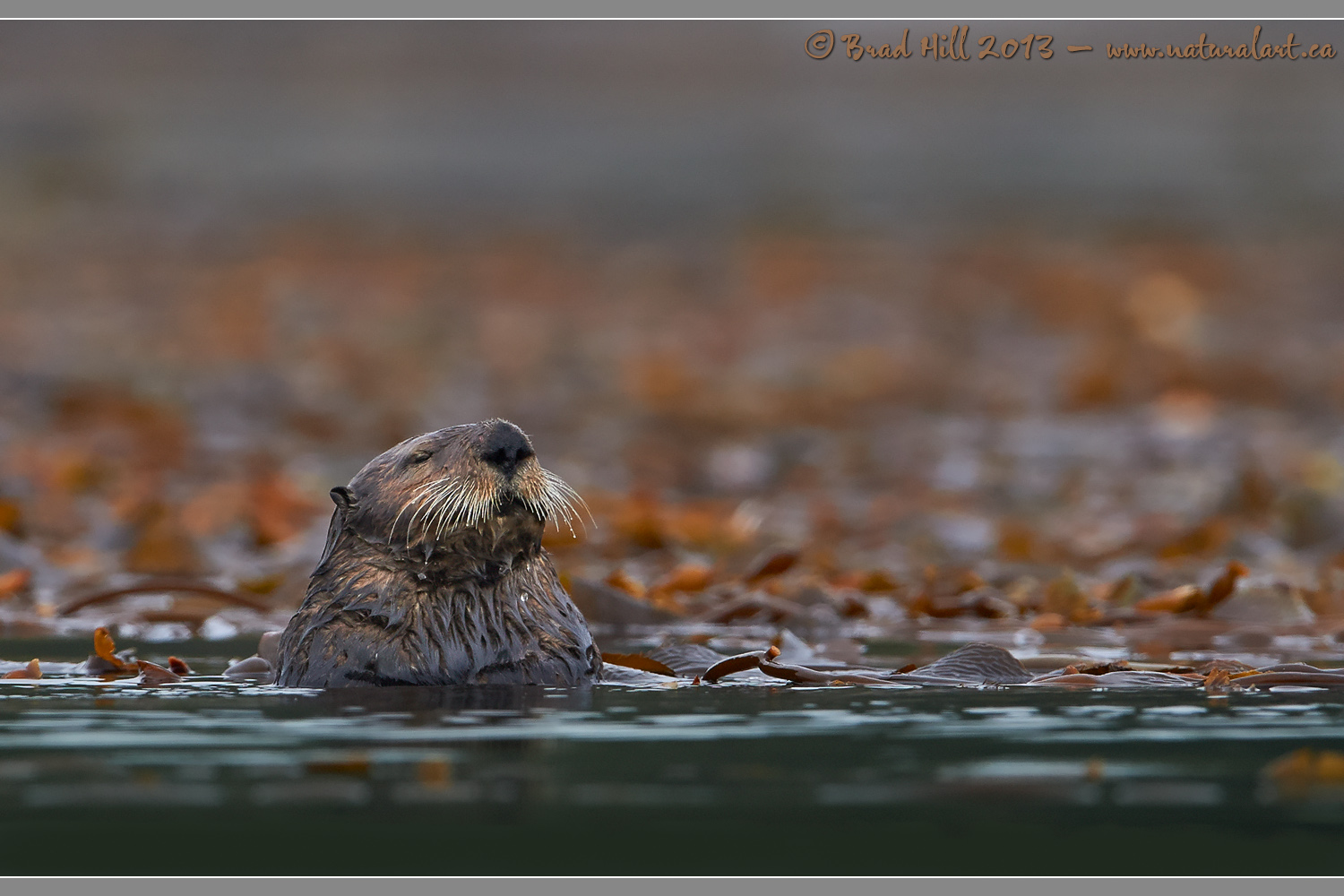 The Zen Otter