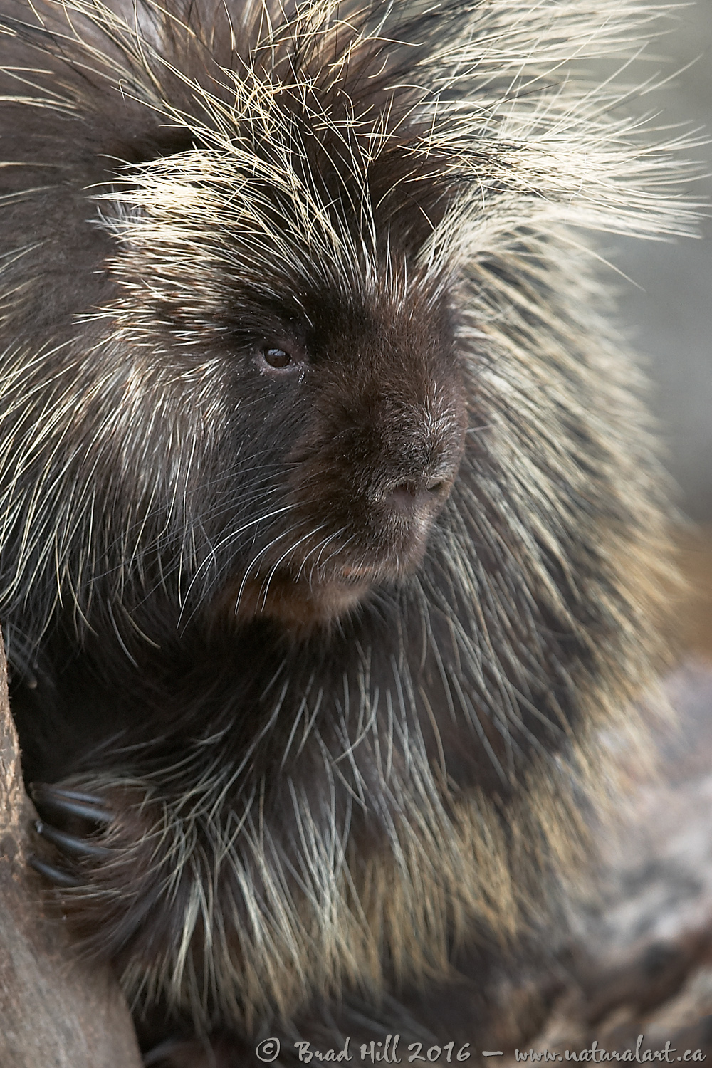 Feeling a Little Prickly Today?