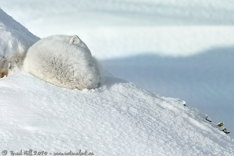 White-on-White: Arctic Camouflage