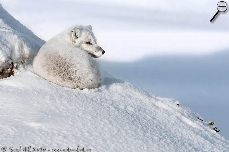 Arctic Fox at Rest