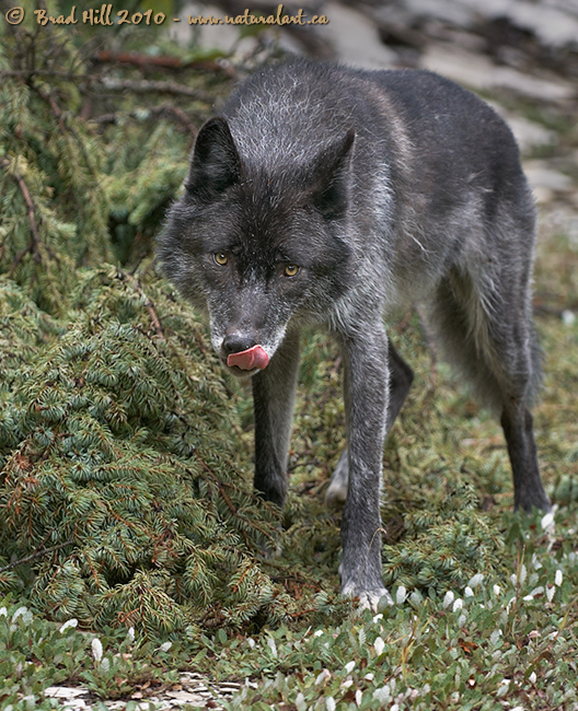 Hungry Wolf Licking Lips
