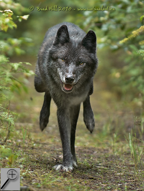 Gray Wolf Running