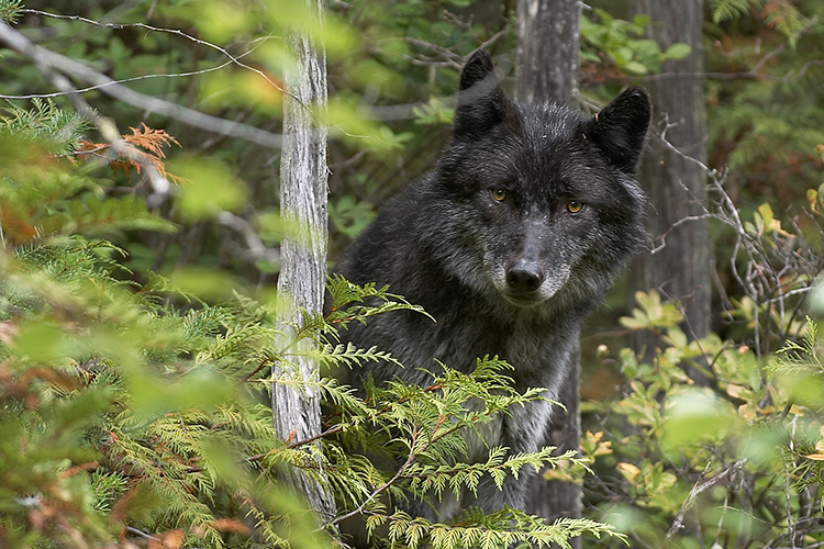 Gray Wolf Emerging