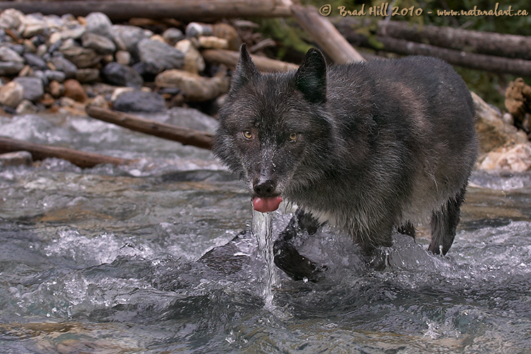 Sloshing and Slurpin'