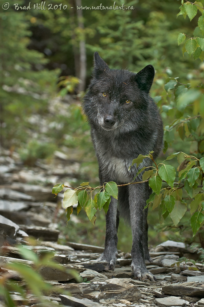 Curious Gray Wolf