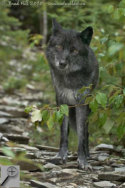 Curious Gray Wolf
