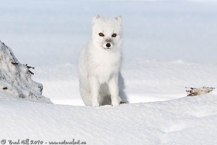 Arctic Fox on Ice Ridge