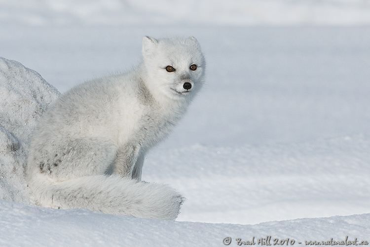 One Arctic Fox - Chilled on Ice?