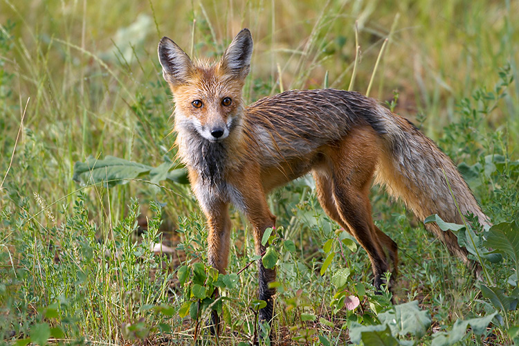 Rain-soaked Red Fox in Sunlight