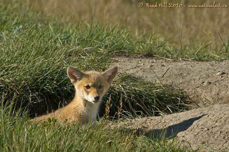 Coyote Pup Emerging From Den