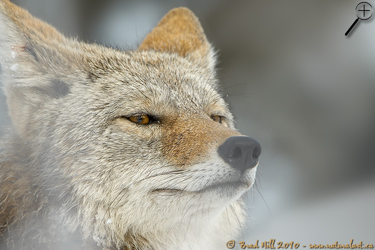 The Gaze: Wily, Wary and Wise