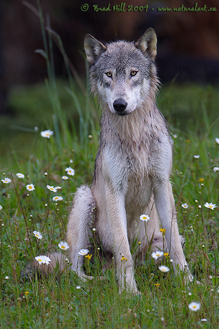 Gray Wolf, White Daisies