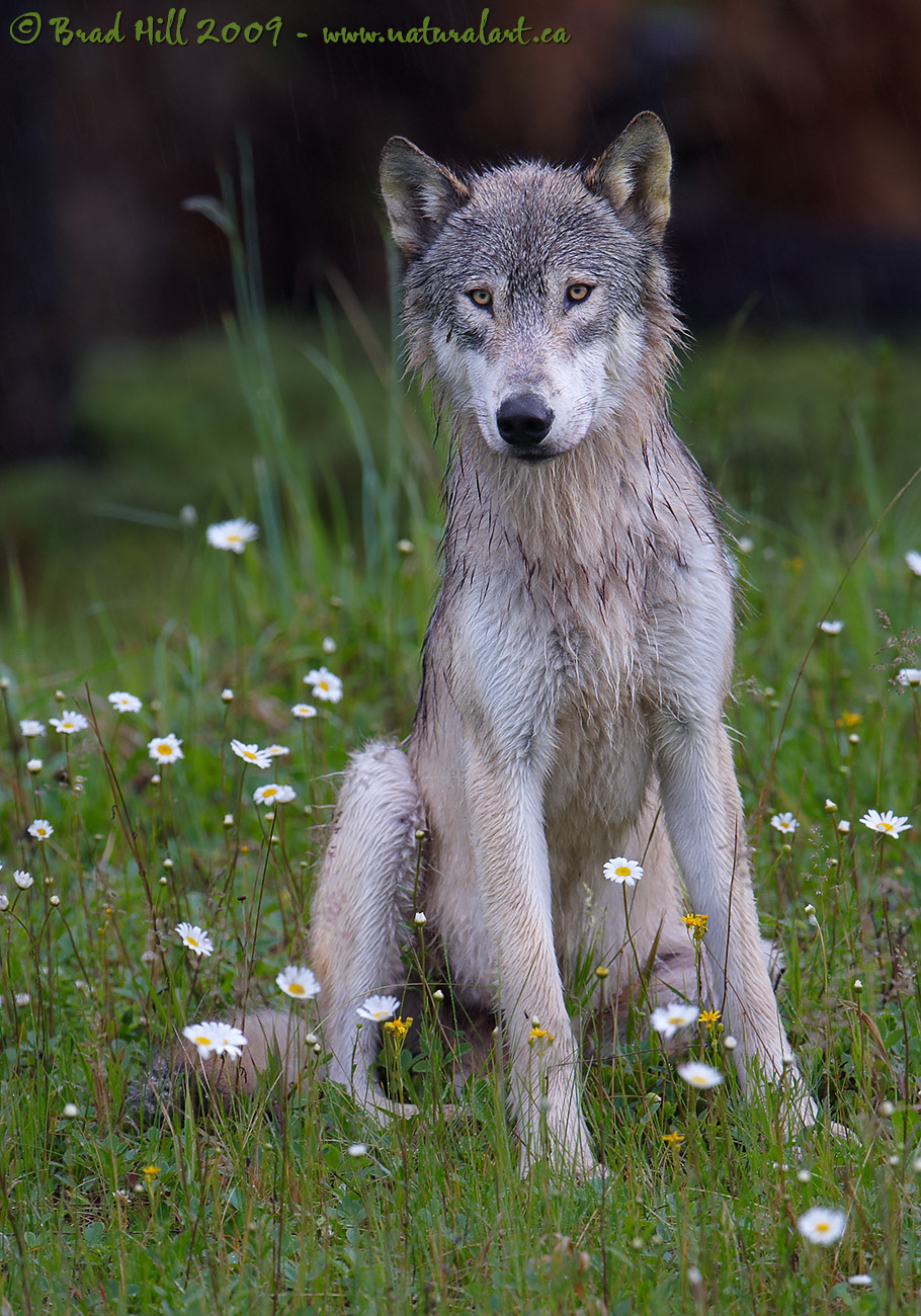 Gray Wolf, White Daisies