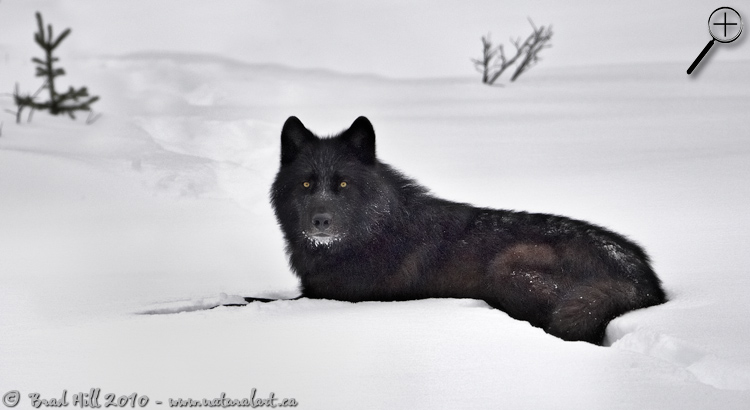 Black Wolf, White Snow