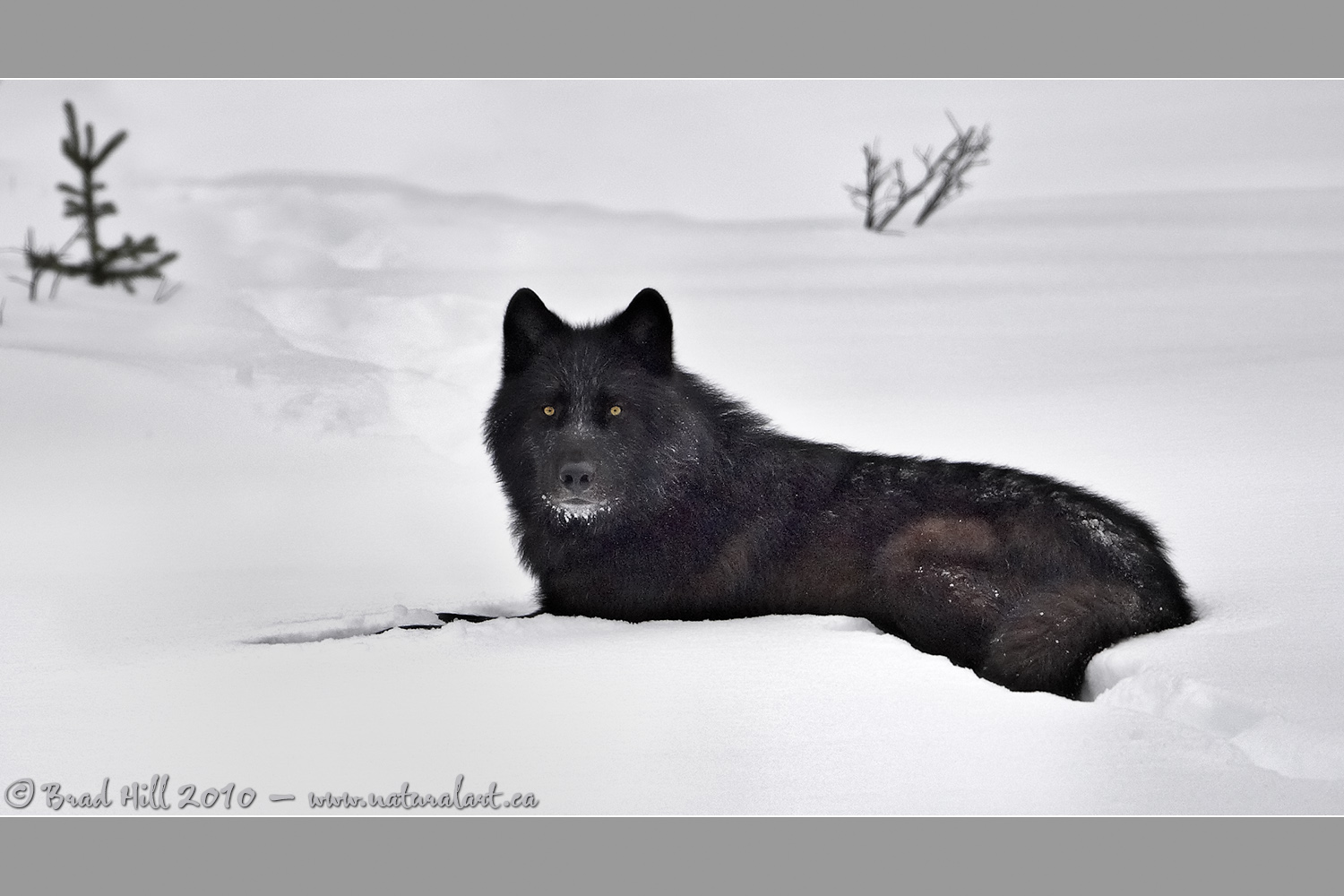 Black Wolf, White Snow