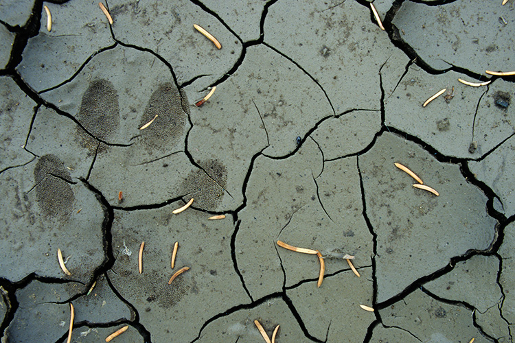 Wolf Track on Baked Mud