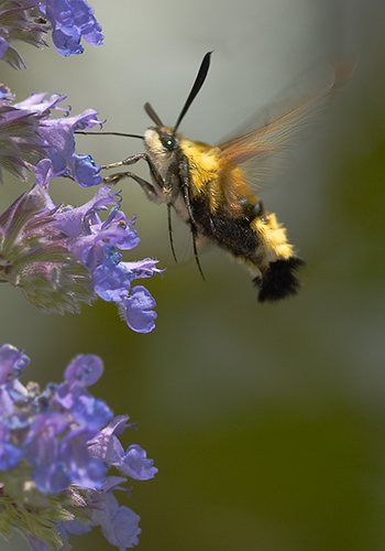 The POLLINATOR