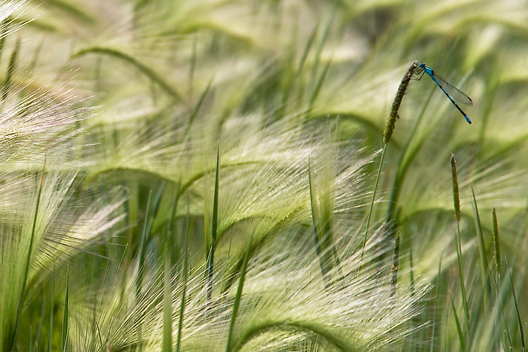 Foxtails and Civil Bluet