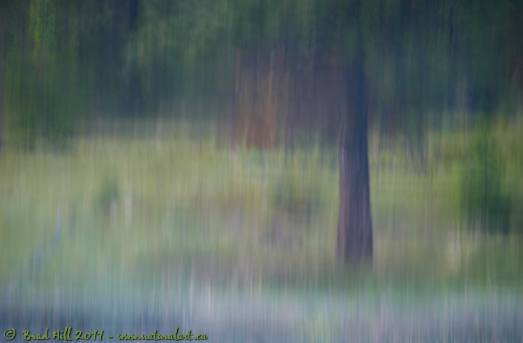 Reflecting on a June Morning