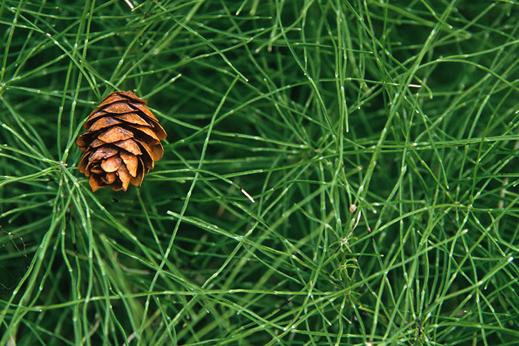 Spruce cone on Horsetail
