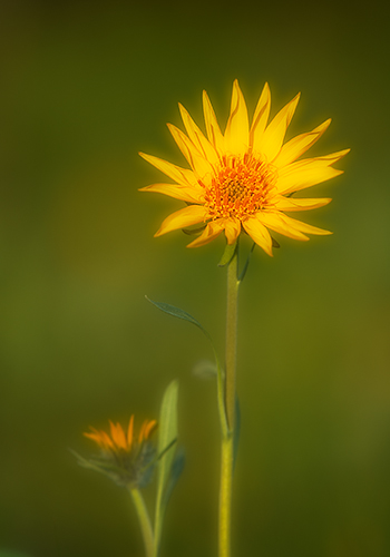 Balsamroot at Sunrise