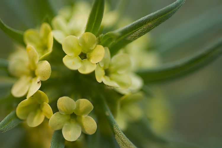 Flowering Yellow Puccoon