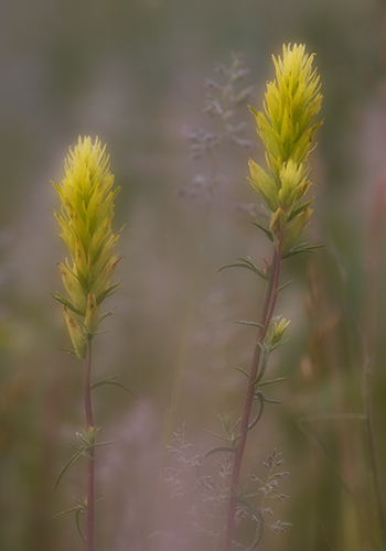 Paintbrush Pastels