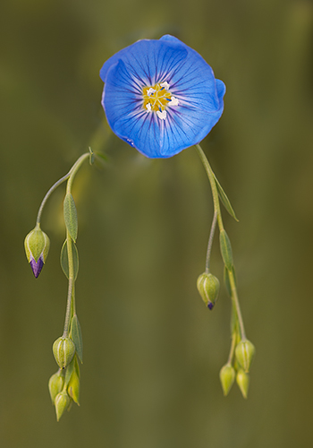 Dreadlocks on Western Blue Flax