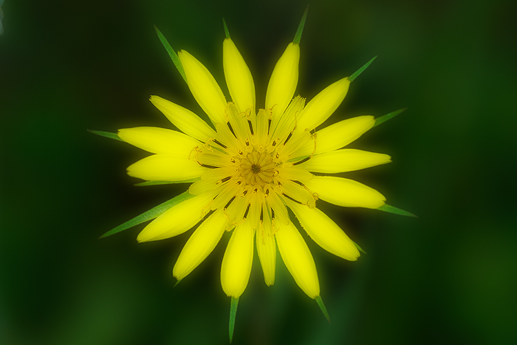 Salsify Sunrays