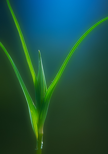 Goatsbeard Emerging